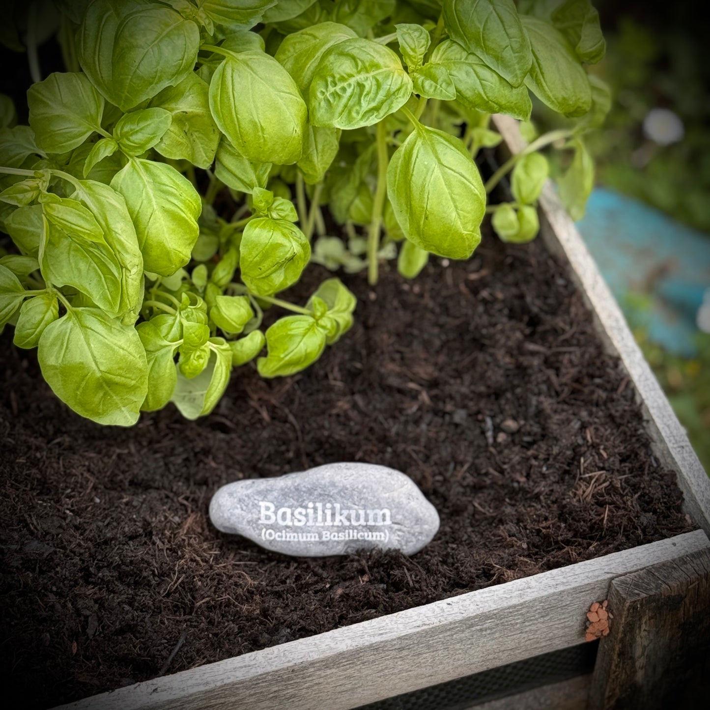 Plant Pebble Gravurstein - Basilikum (Ocimum Basilikum)