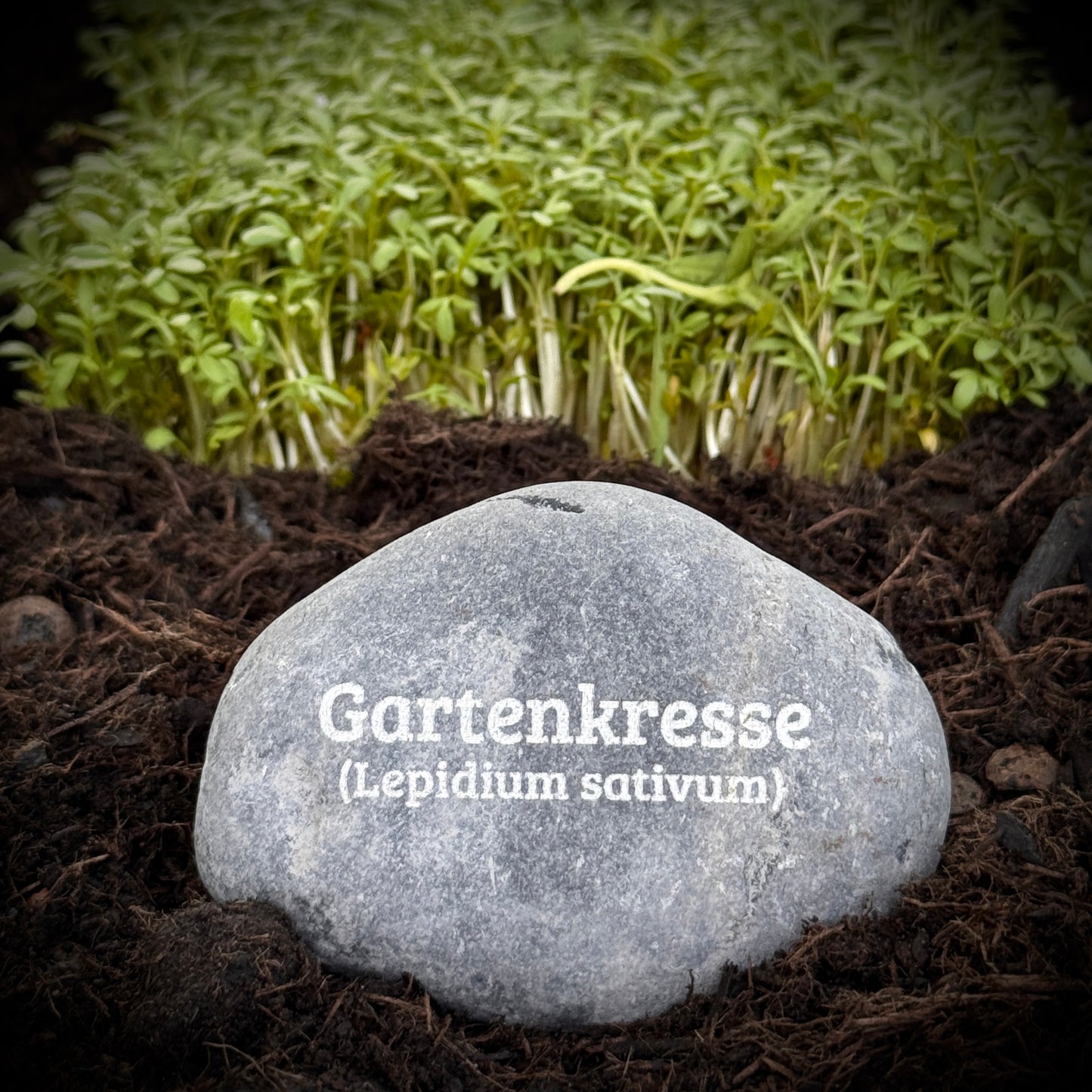 Plant Pebble Gravurstein - Gartenkresse (Lepidium sativum)