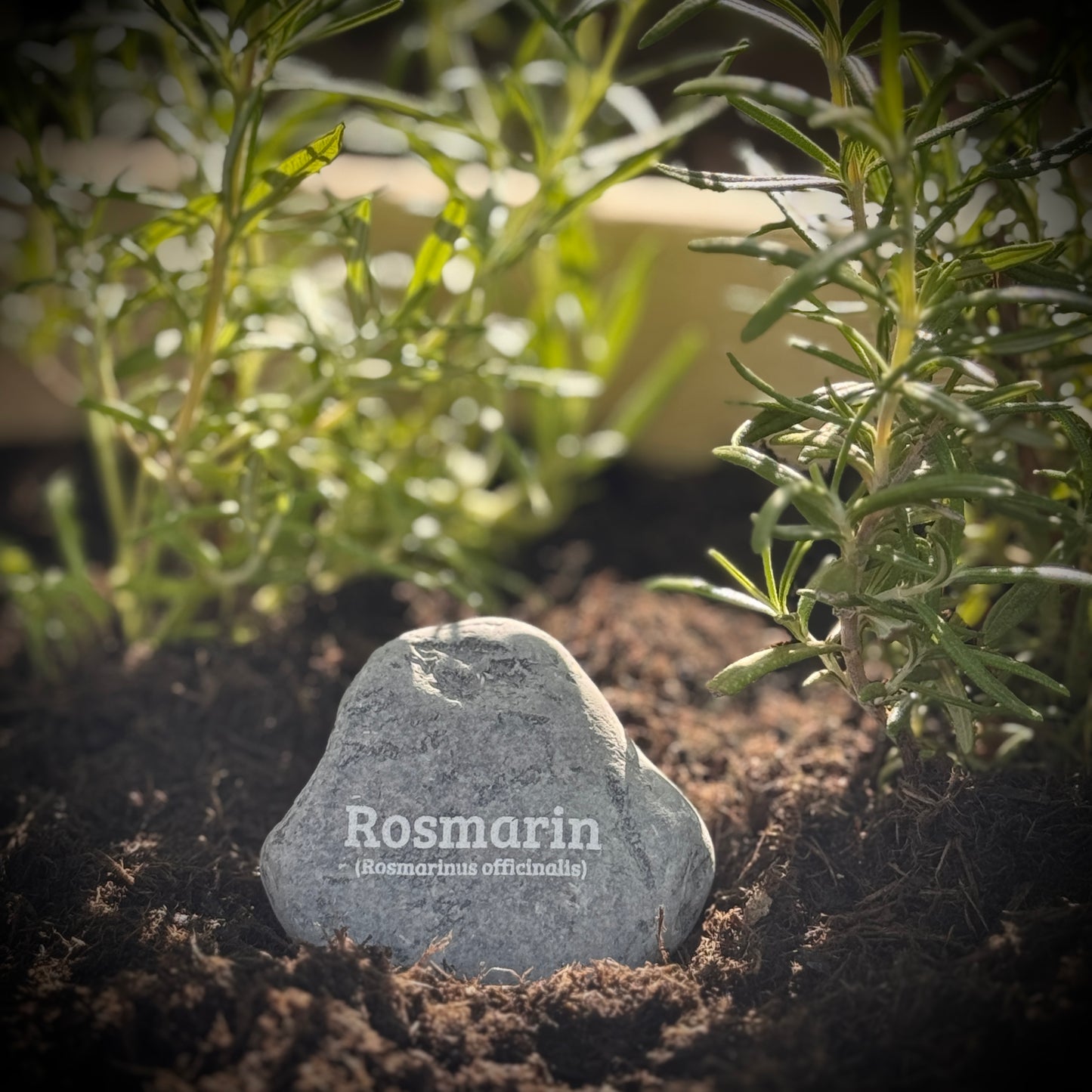 Plant Pebble Gravurstein - Rosmarin (Rosmarinus officinalis)