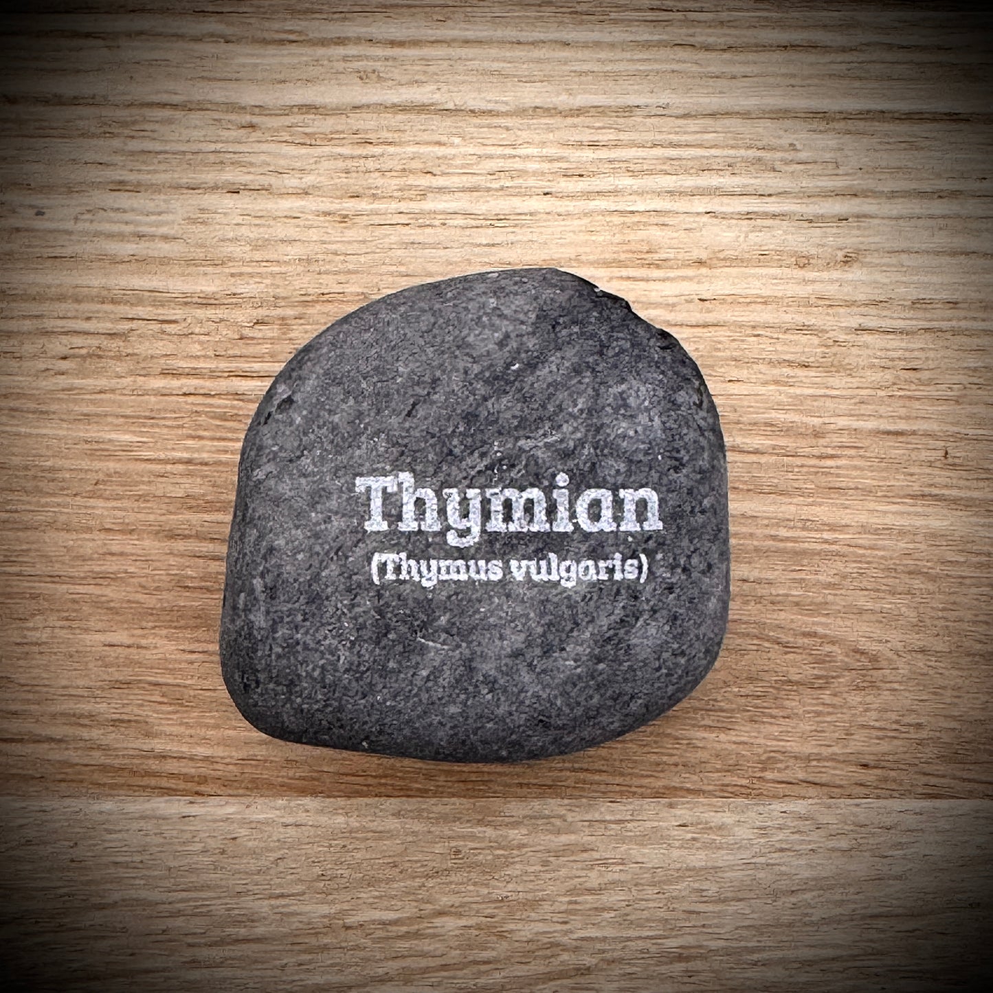 Plant Pebble Gravurstein - Thymian (Thymus vulgaris)
