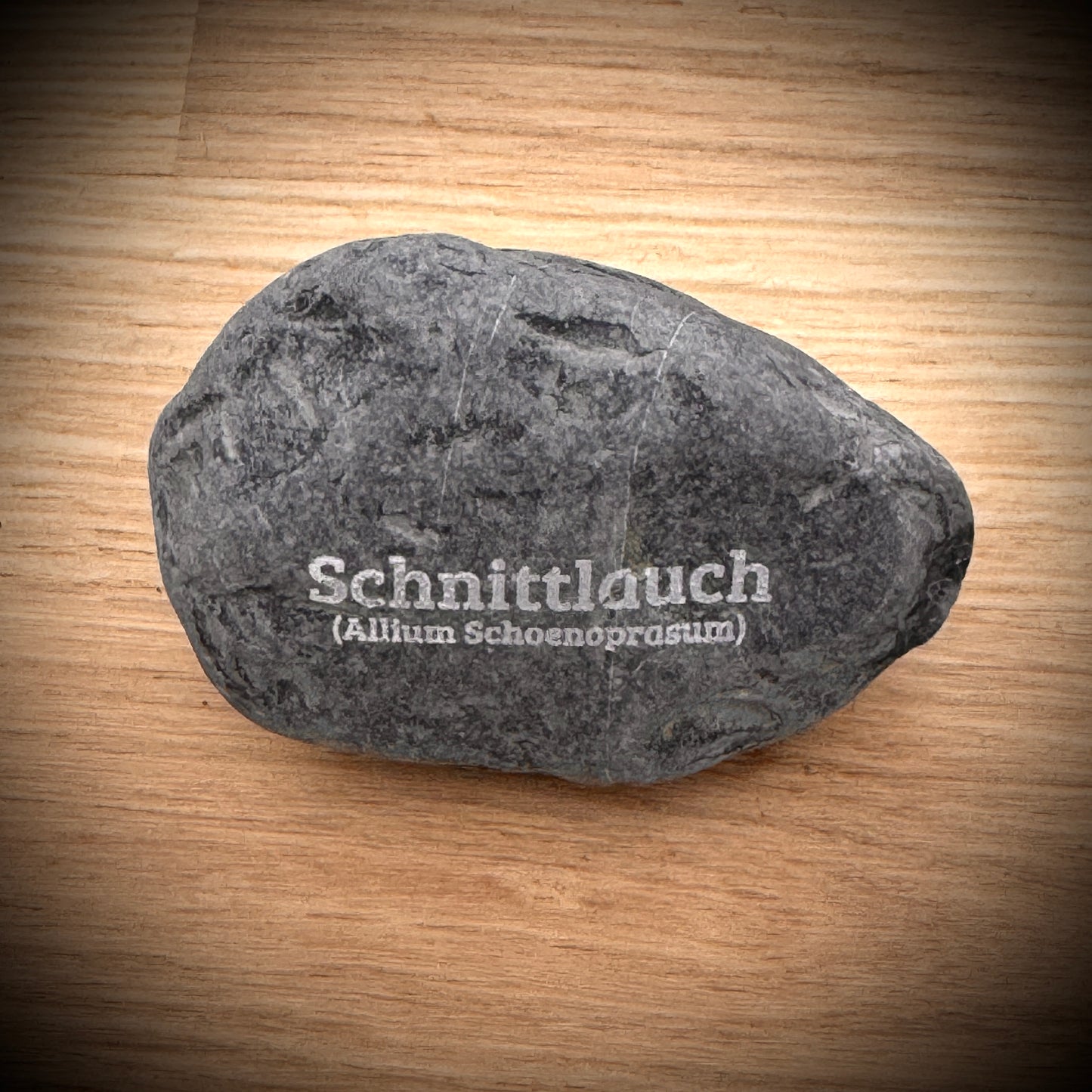 Plant Pebble Gravurstein - Schnittlauch (Allium schoenoprasum)