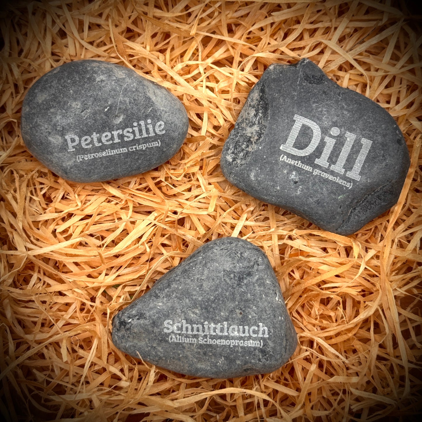 Plant Pebbles 3er-Set „Gartenbasis“ – Petersilie, Dill & Schnittlauch