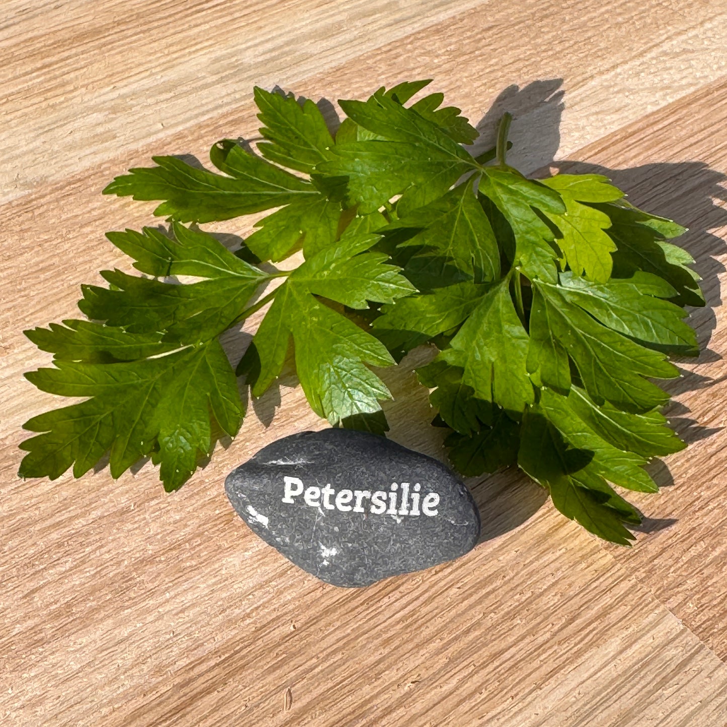 Mini Pebble – Petersilie (Petroselinum crispum)