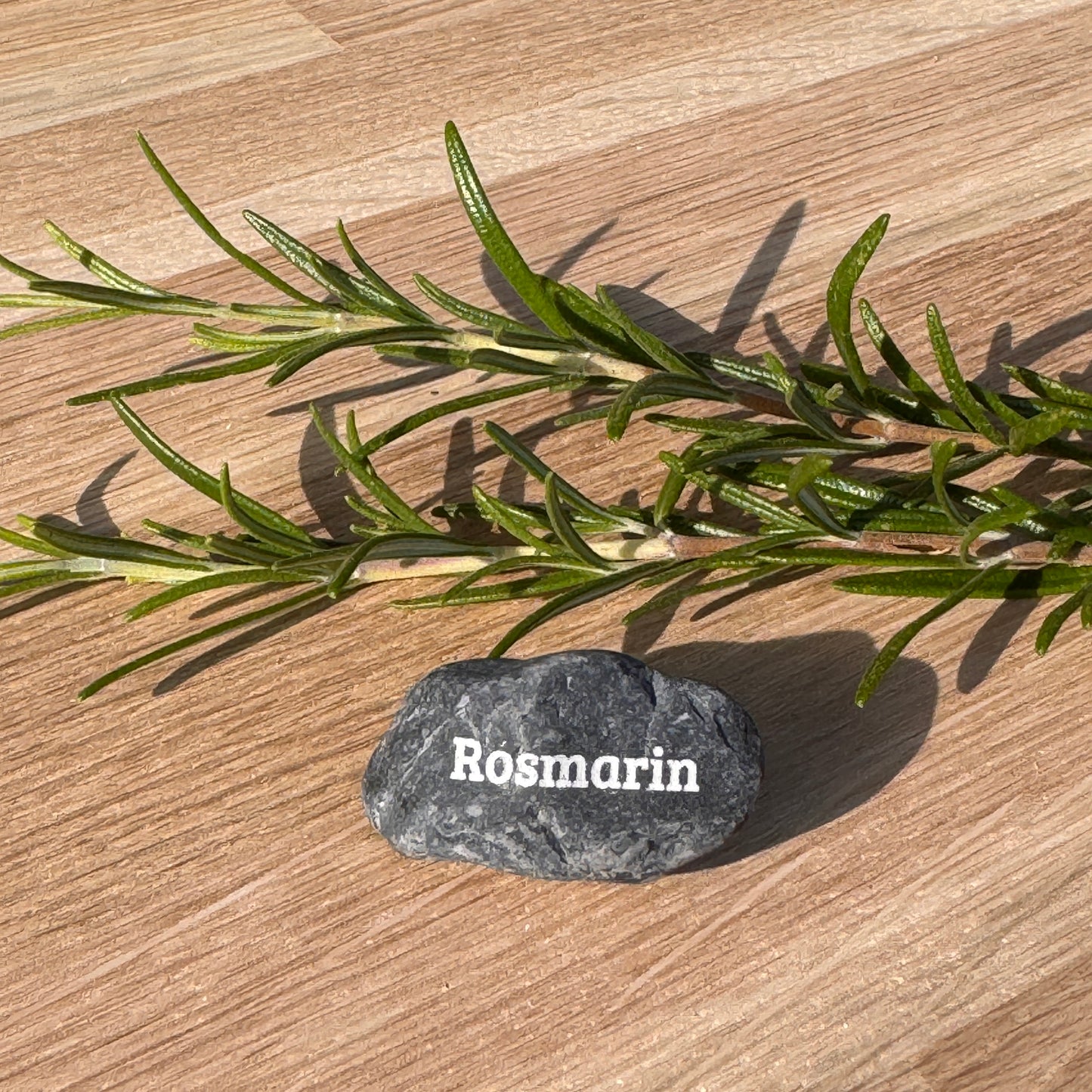 Mini Pebble – Rosmarin (Rosmarinus officinalis)