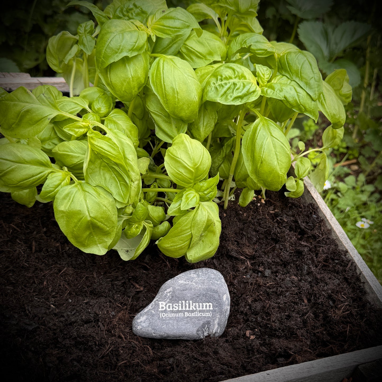 Plant Pebble Gravurstein - Basilikum (Ocimum Basilikum)