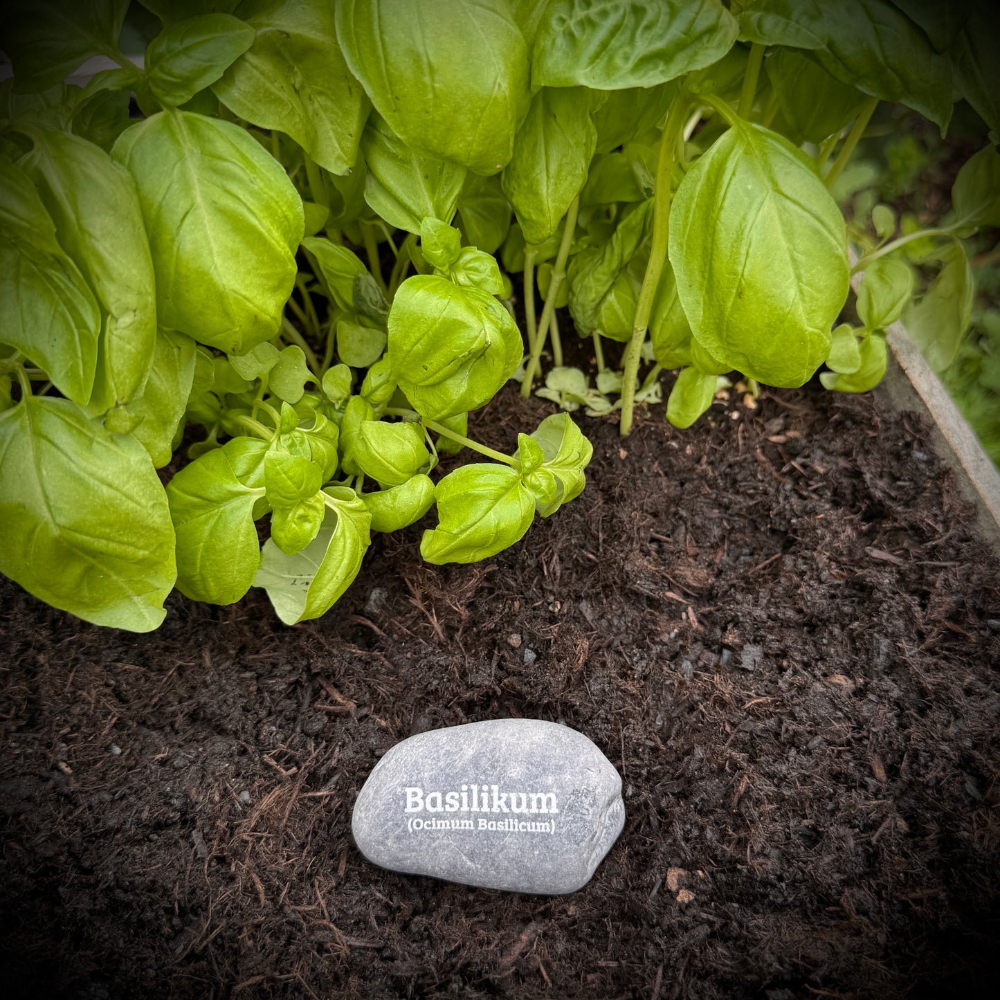 Plant Pebble Gravurstein - Basilikum (Ocimum Basilikum)