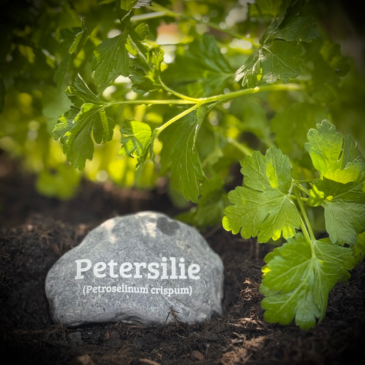 Plant Pebble Gravurstein - Petersilie (Petroselinum crispum)
