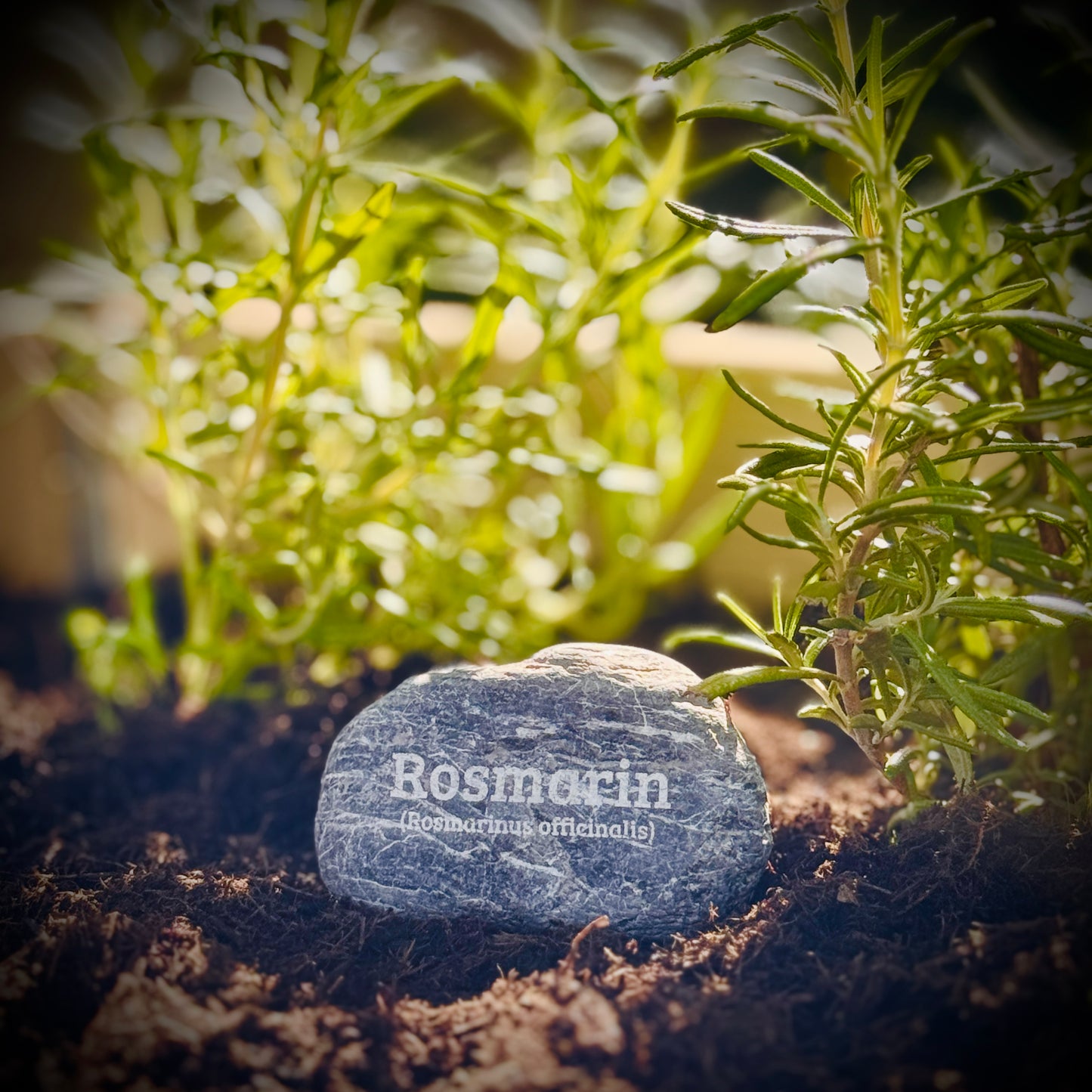 Plant Pebble Gravurstein - Rosmarin (Rosmarinus officinalis)
