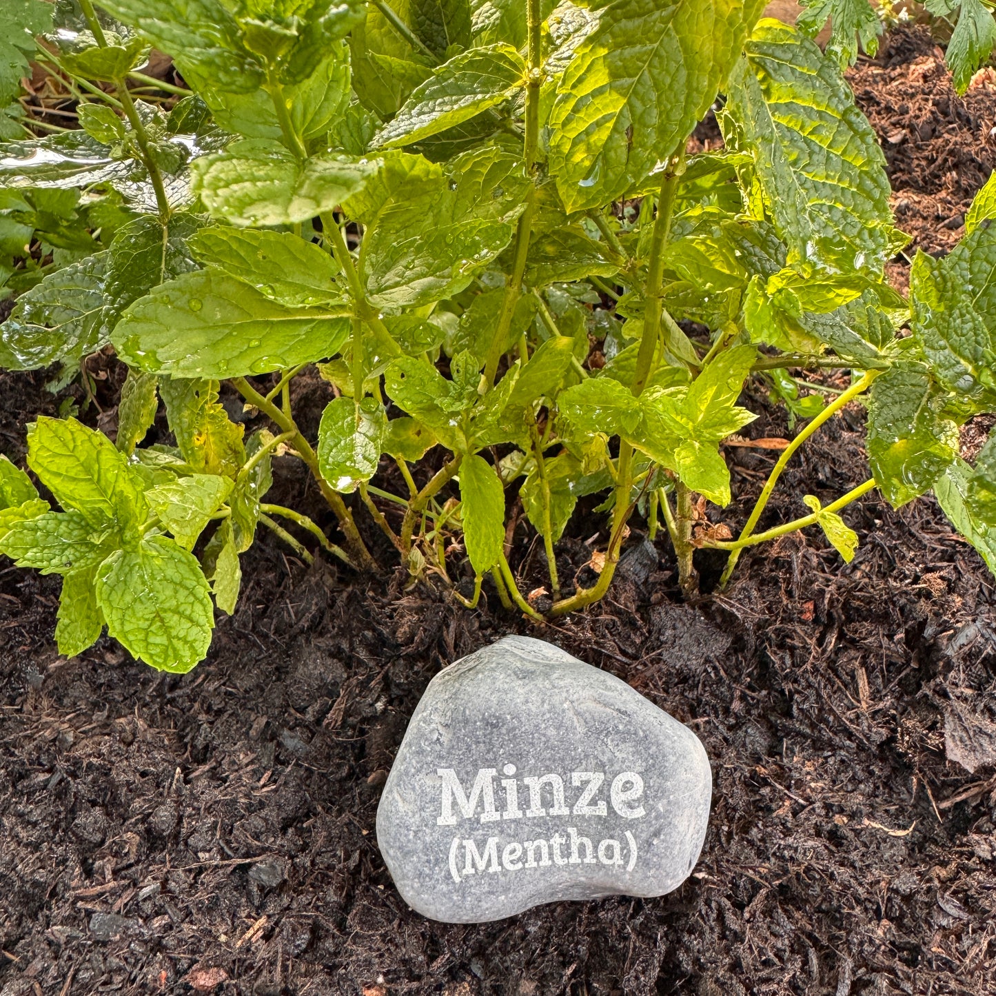 Plant Pebble Gravurstein - Minze (Mentha)