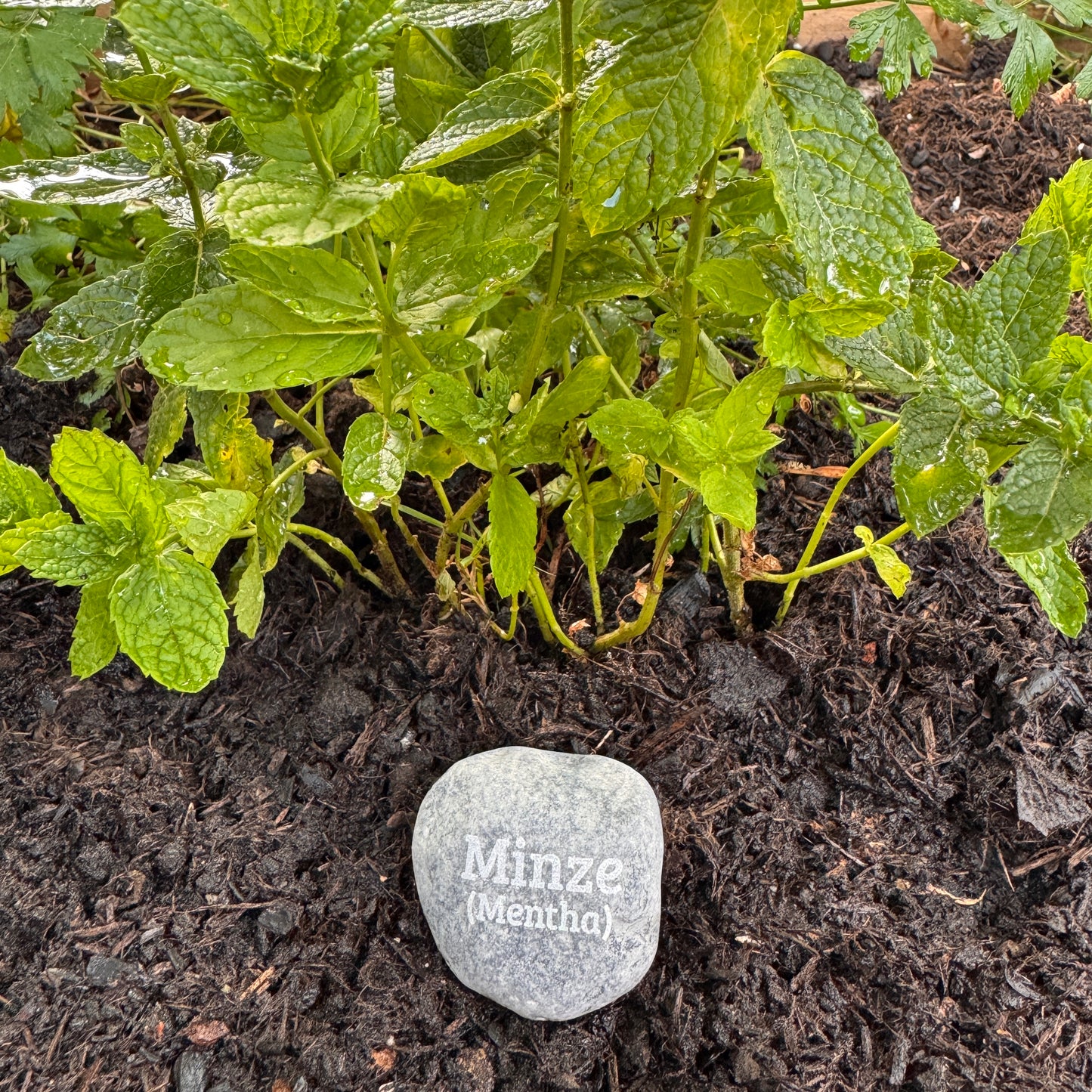 Plant Pebble Gravurstein - Minze (Mentha)