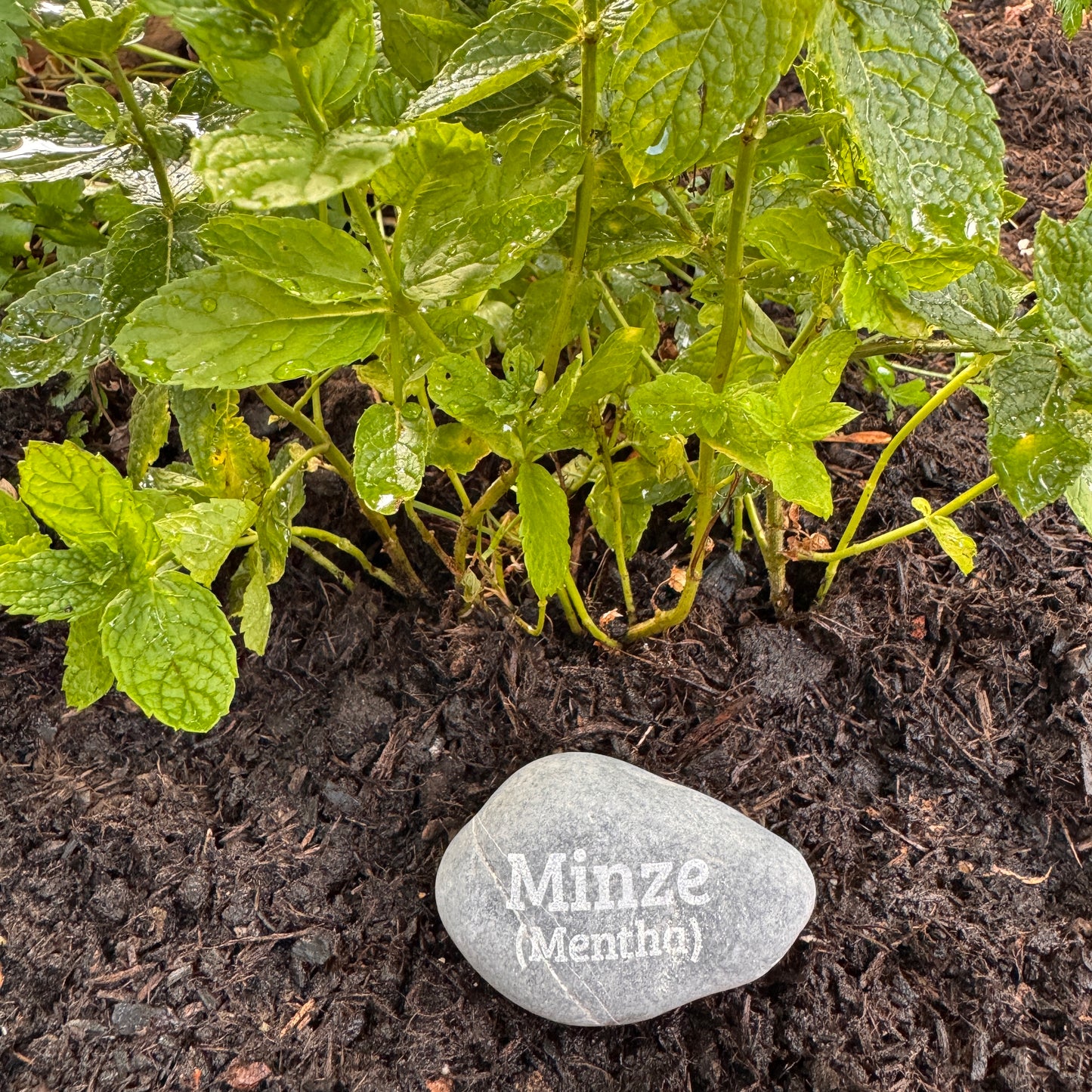 Plant Pebble Gravurstein - Minze (Mentha)