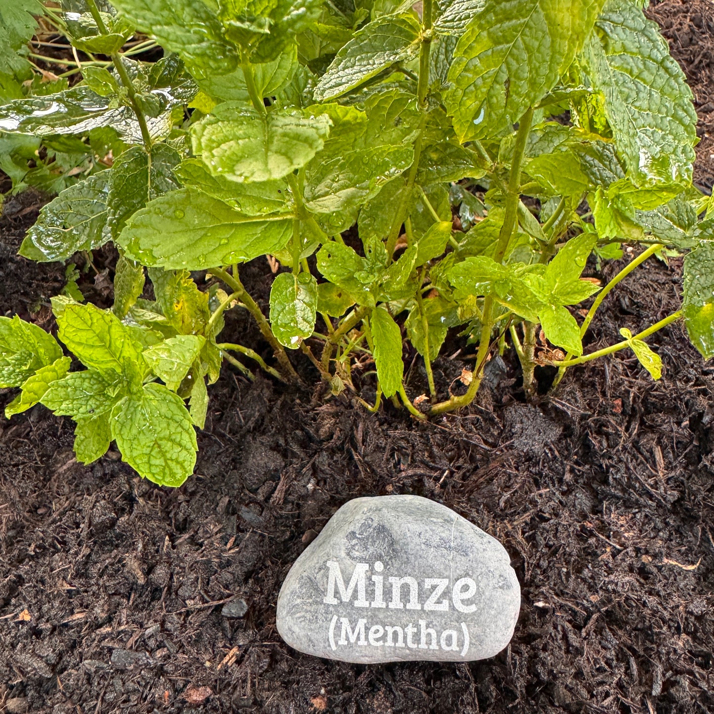 Plant Pebble Gravurstein - Minze (Mentha)