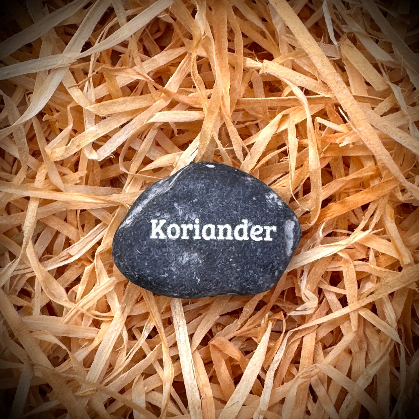 Mini Pebble – Koriander (Coriandrum sativum)