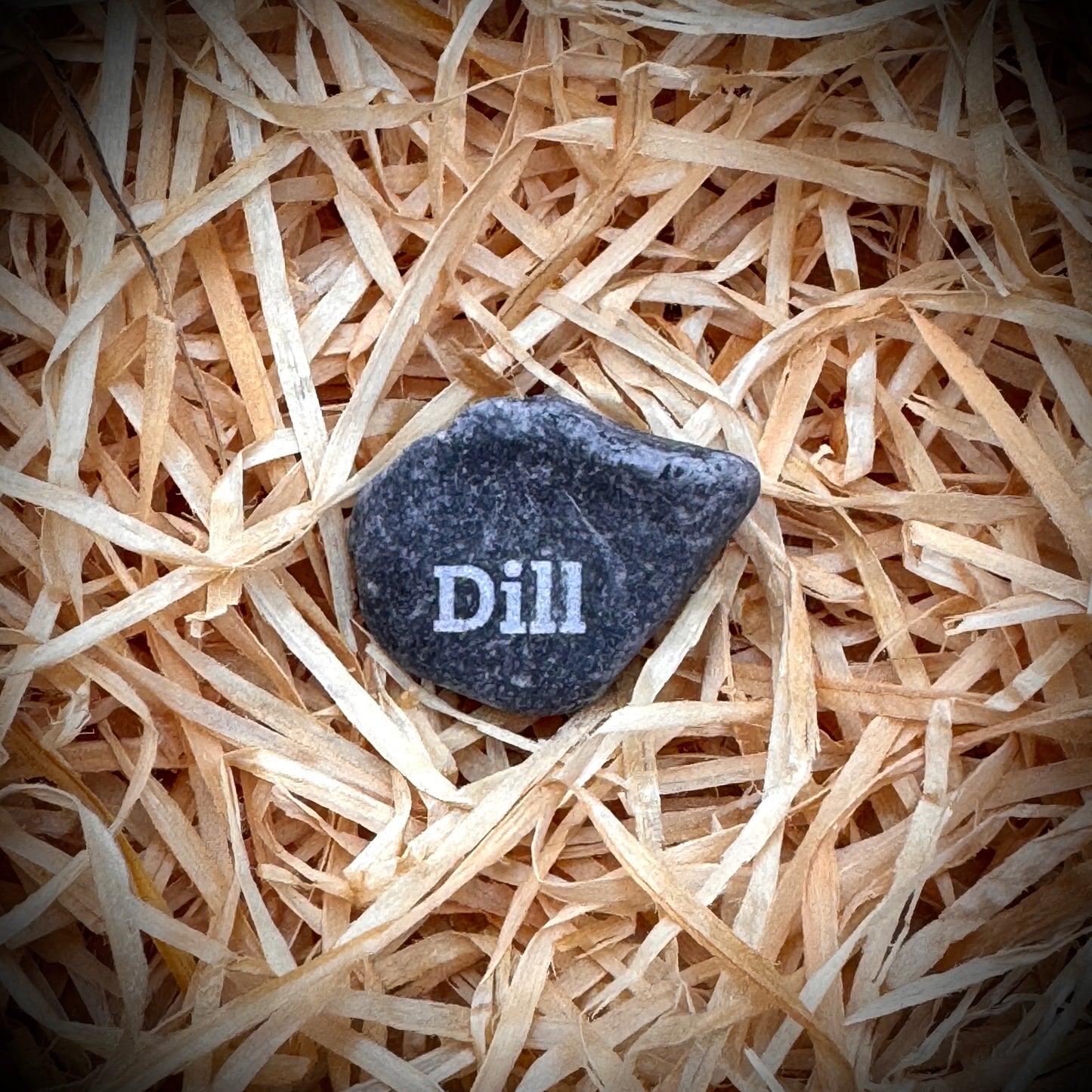 Mini Pebble – Dill (Anethum graveolens)