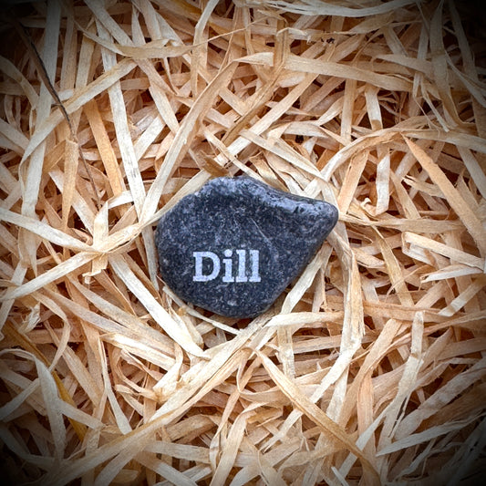Mini Pebble – Dill (Anethum graveolens)