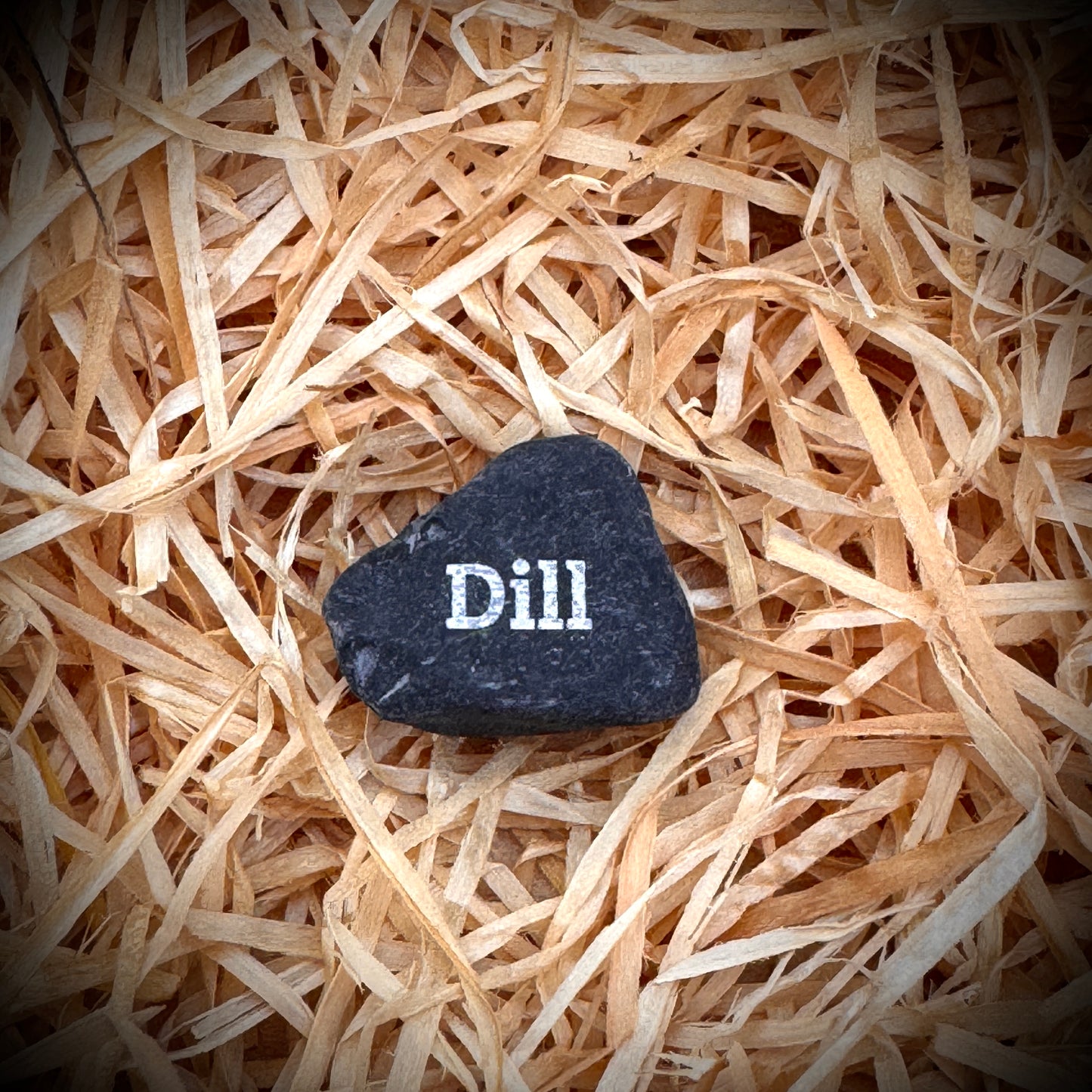 Mini Pebble – Dill (Anethum graveolens)