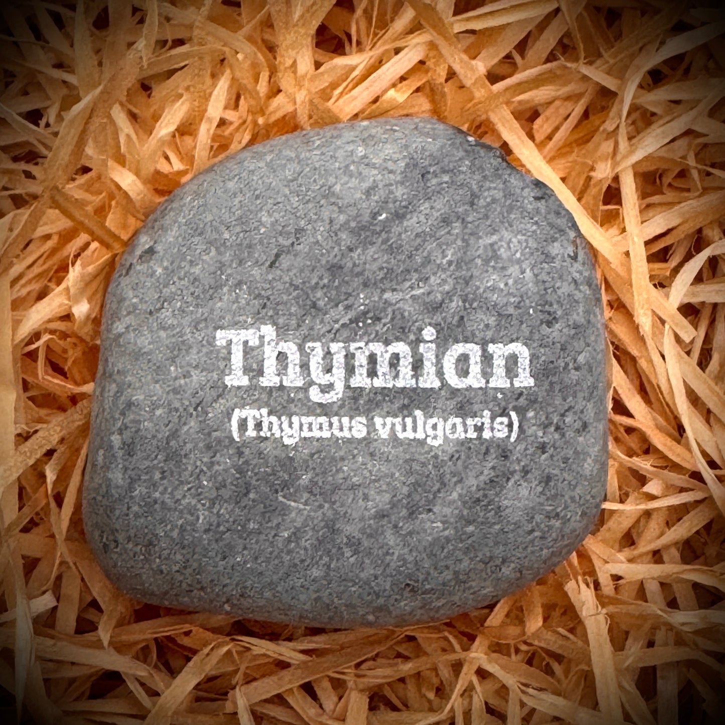 Plant Pebble Gravurstein - Thymian (Thymus vulgaris)
