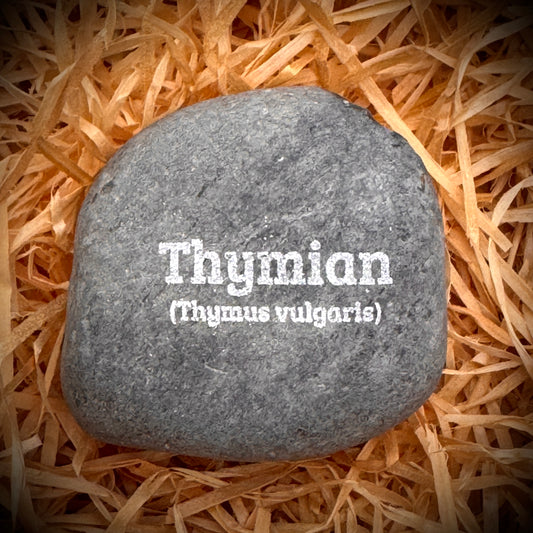 Plant Pebble Gravurstein - Thymian (Thymus vulgaris)
