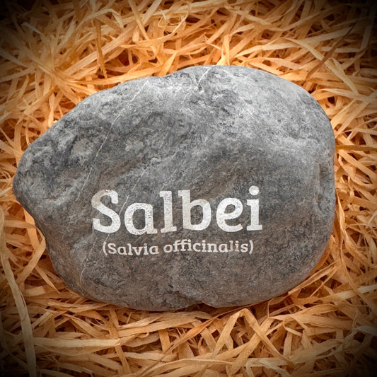 Plant Pebble Gravurstein - Salbei (Salvia officinalis)