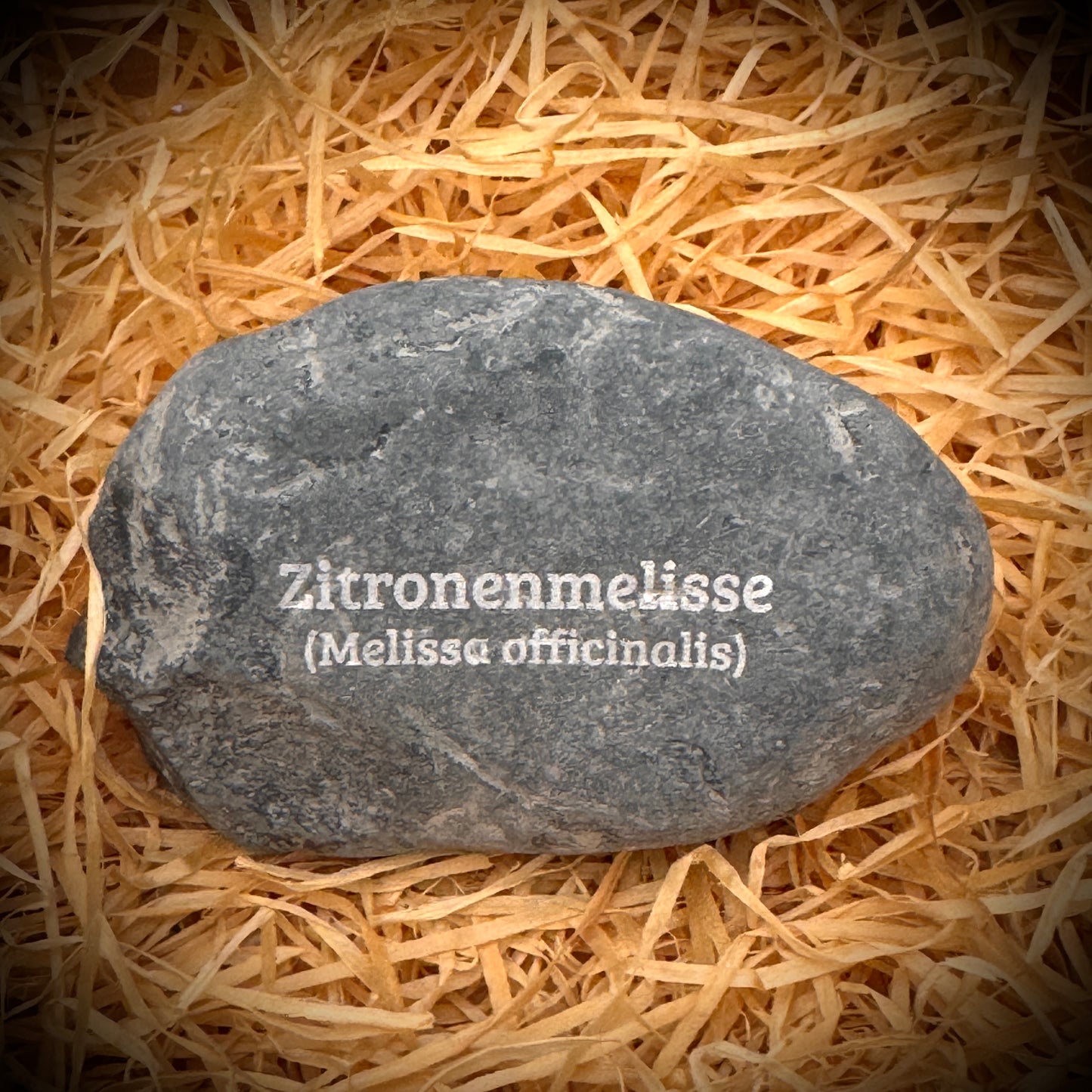 Plant Pebble Gravurstein - Zitronenmelisse (Melissa officinalis)