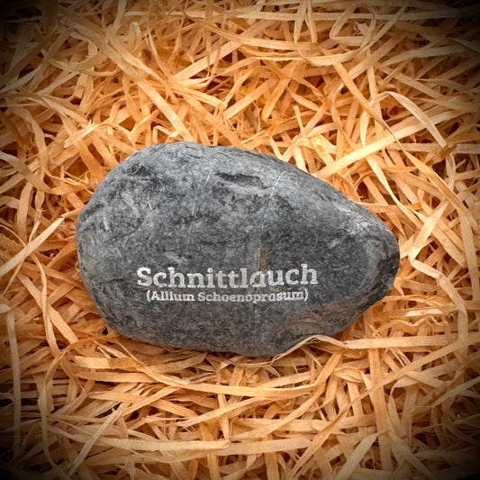 Plant Pebble Gravurstein - Schnittlauch (Allium schoenoprasum)