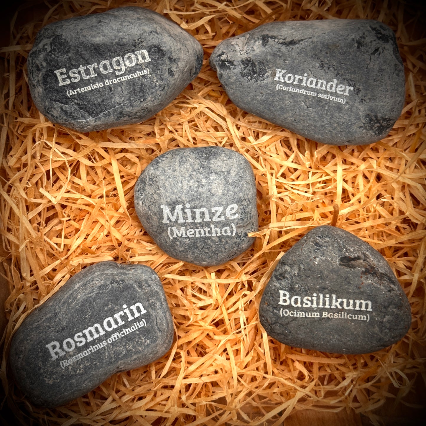 Plant Pebbles 5er-Set „Kräuterschatz“ – Estragon, Koriander, Minze, Basilikum & Rosmarin