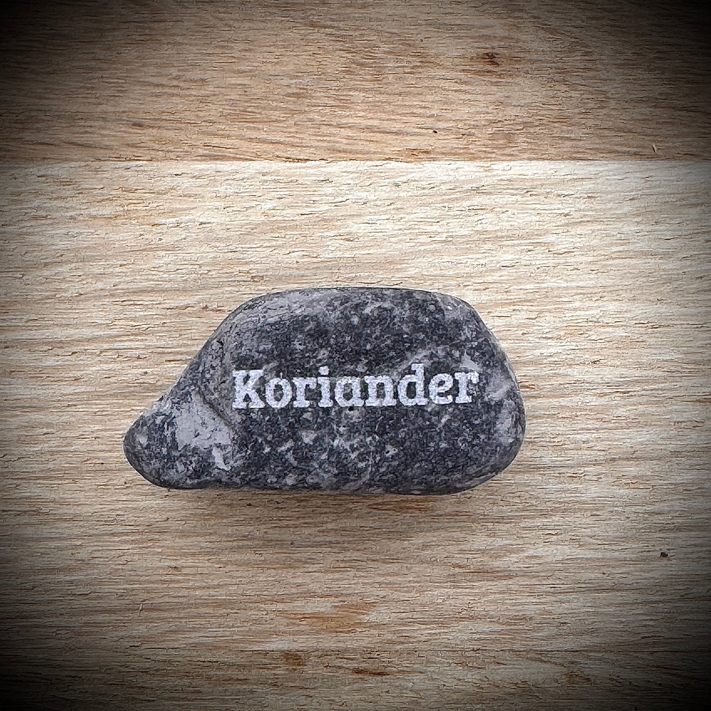 Mini Pebble – Koriander (Coriandrum sativum)