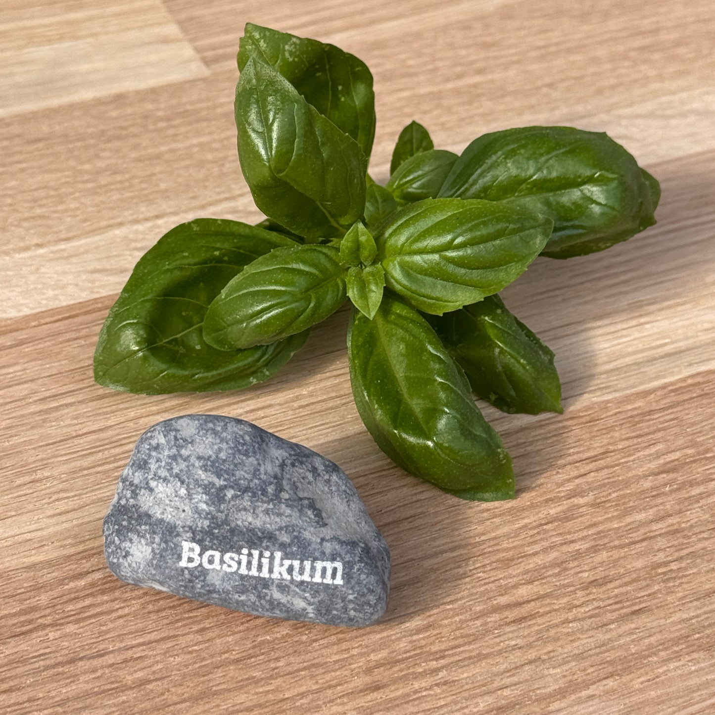 Mini Pebble – Basilikum (Ocimum basilicum)
