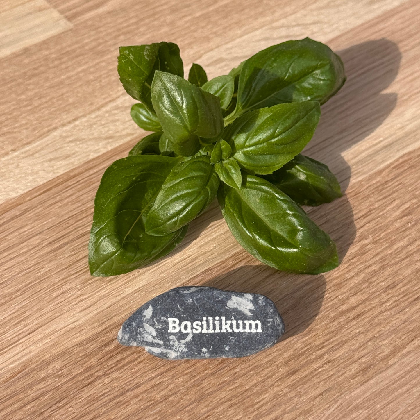 Mini Pebble – Basilikum (Ocimum basilicum)