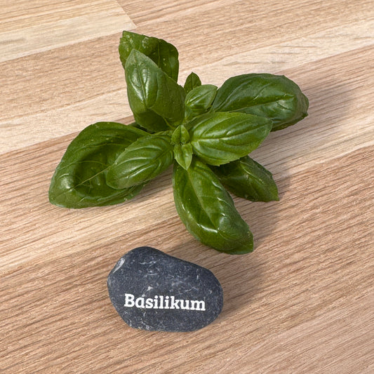 Mini Pebble – Basilikum (Ocimum basilicum)