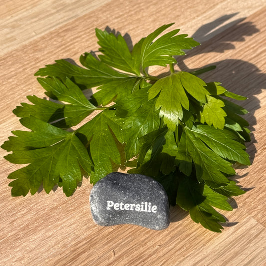 Mini Pebble – Petersilie (Petroselinum crispum)