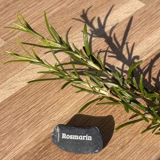 Mini Pebble – Rosmarin (Rosmarinus officinalis)