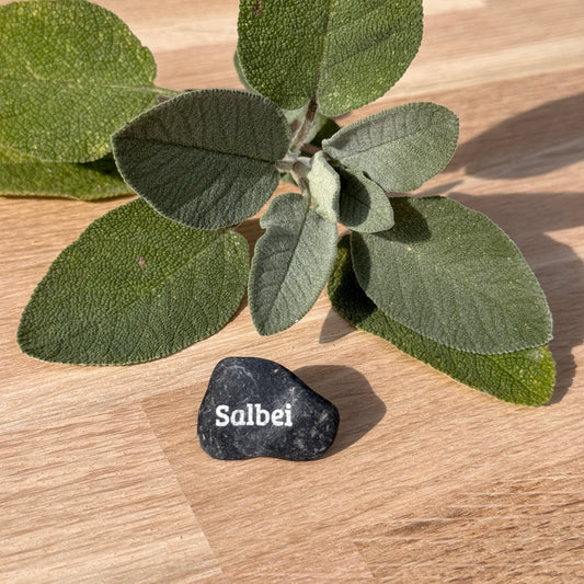 Mini Pebble – Salbei (Salvia officinalis)