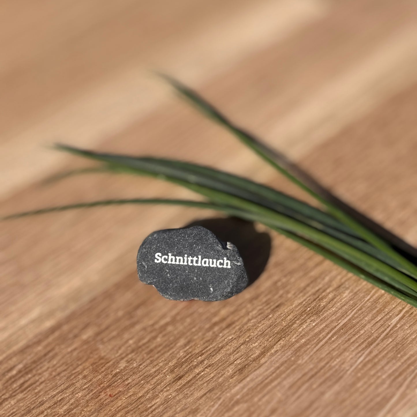 Mini Pebble – Schnittlauch (Allium schoenoprasum)