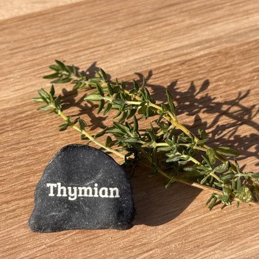 Mini Pebble – Thymian (Thymus vulgaris)