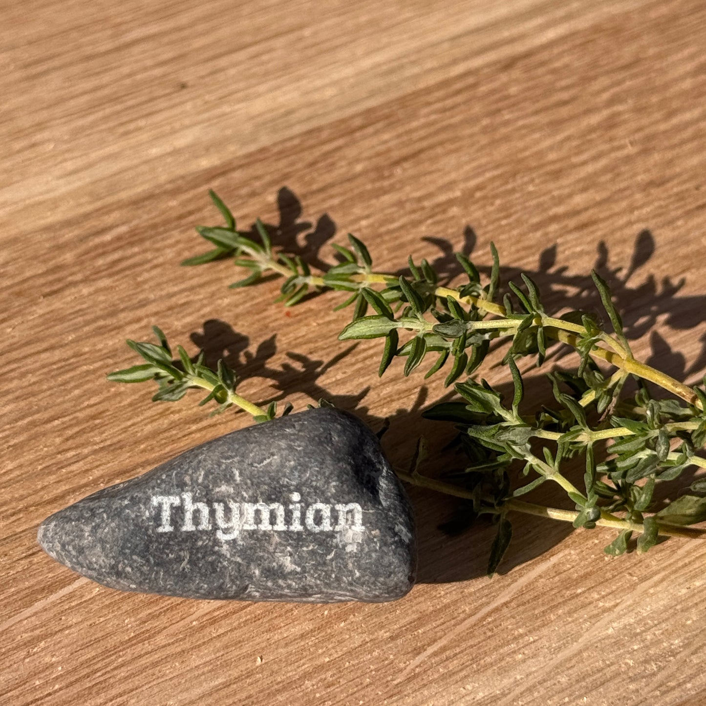 Mini Pebble – Thymian (Thymus vulgaris)