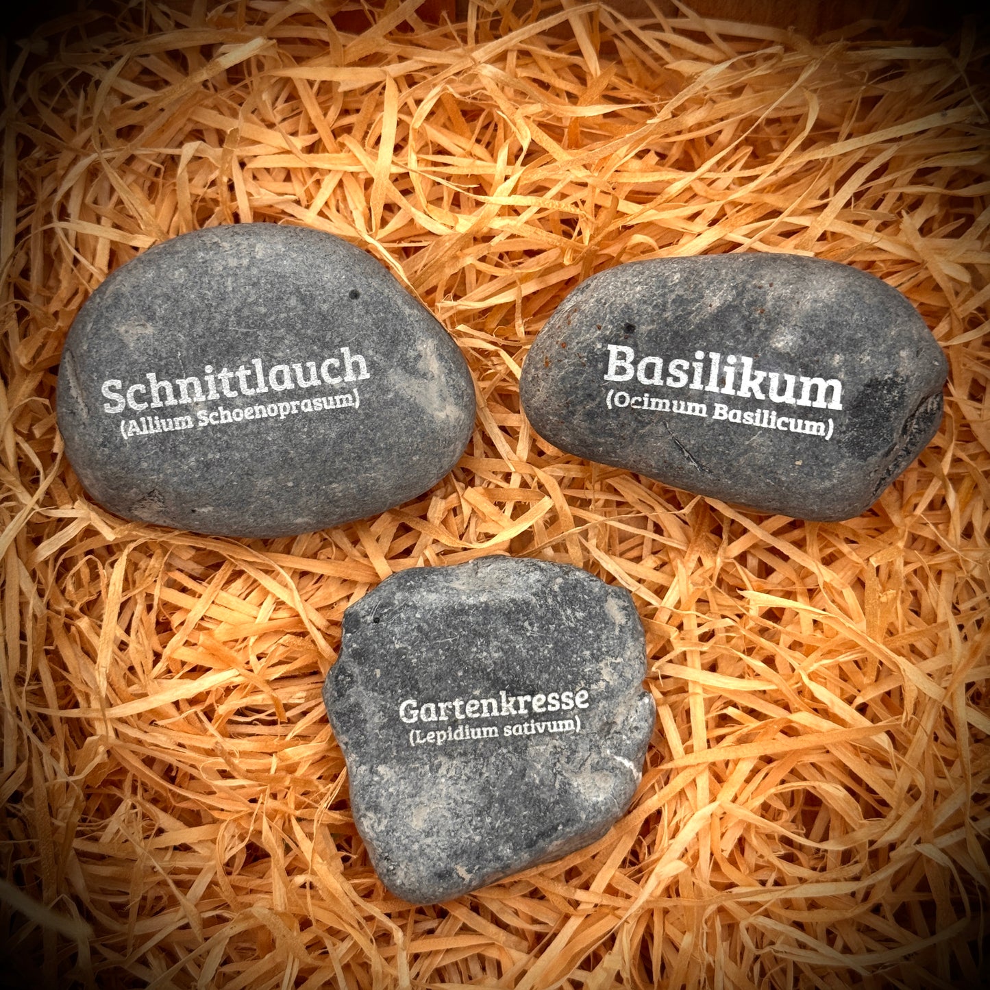 PlantPebbles Kinderleicht 3er-Set gravierte Kräutersteine: Schnittlauch, Basilikum und Gartenkresse