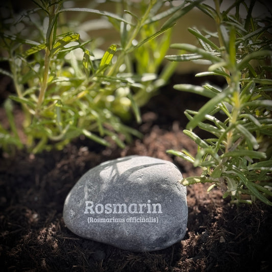 Plant Pebble Gravurstein - Rosmarin (Rosmarinus officinalis)